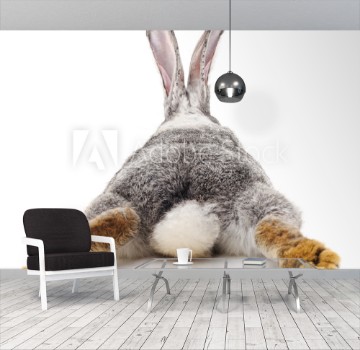 Picture of Grey rabbit